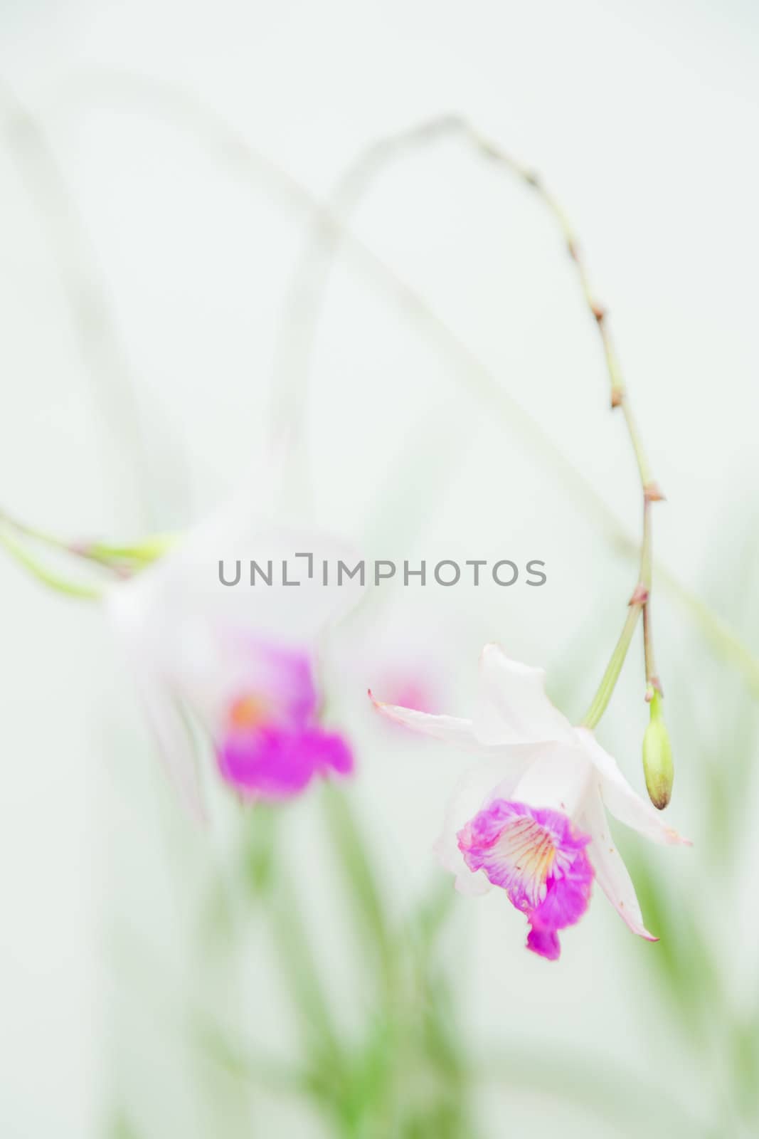 white vanda orchid on white background by moggara12