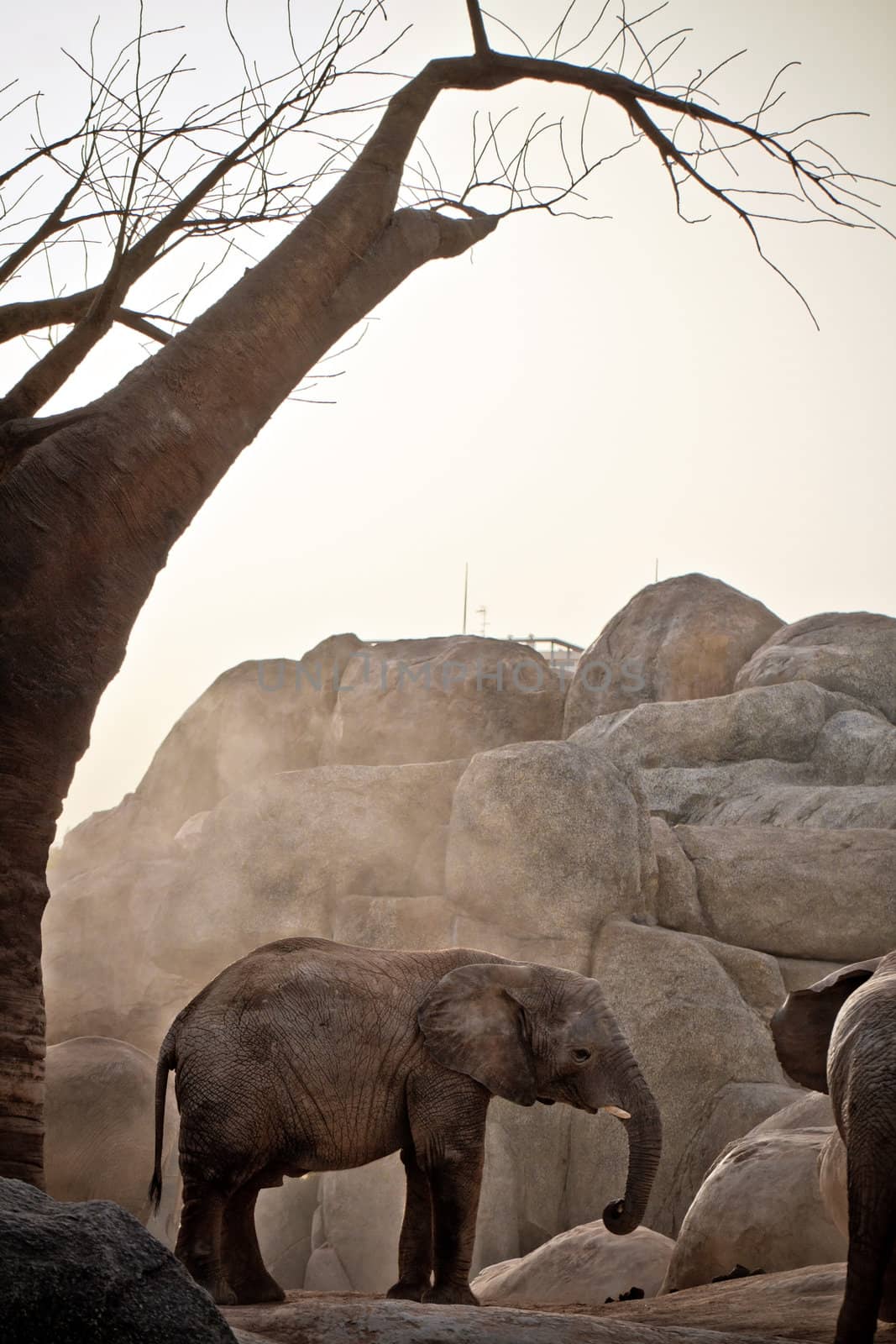 African elephant under a baobab in a zoo