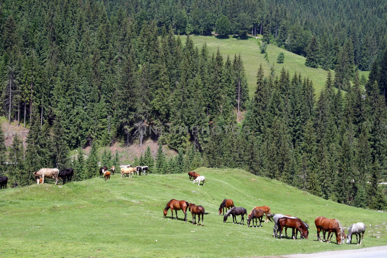A herd of horses is grazing on the pasture, with pine trees around.