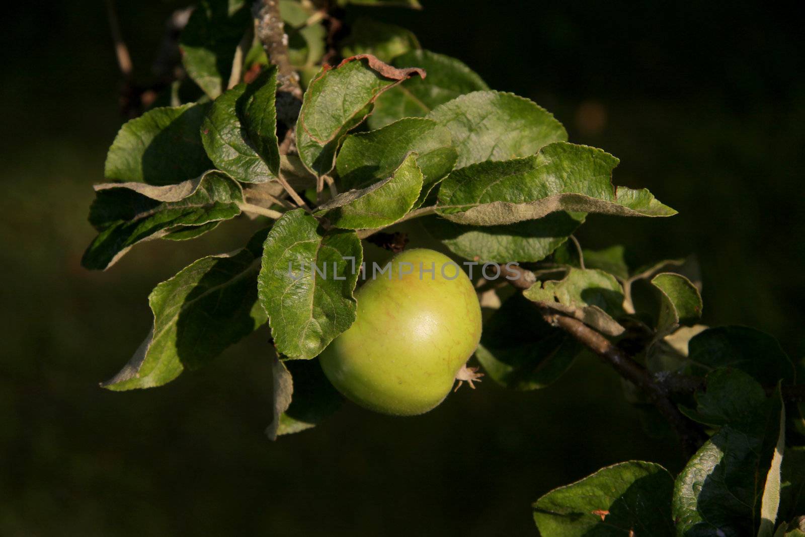 A branch of an apple tree with a green apple