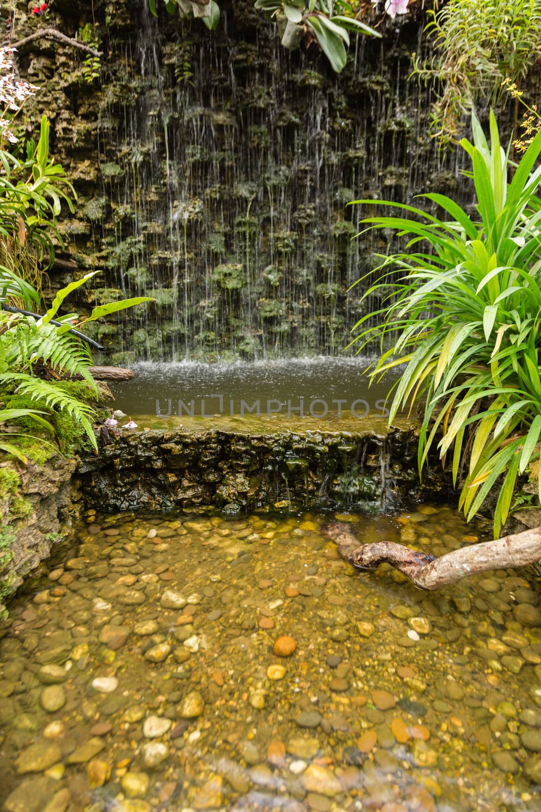 waterfall in garden with green plant