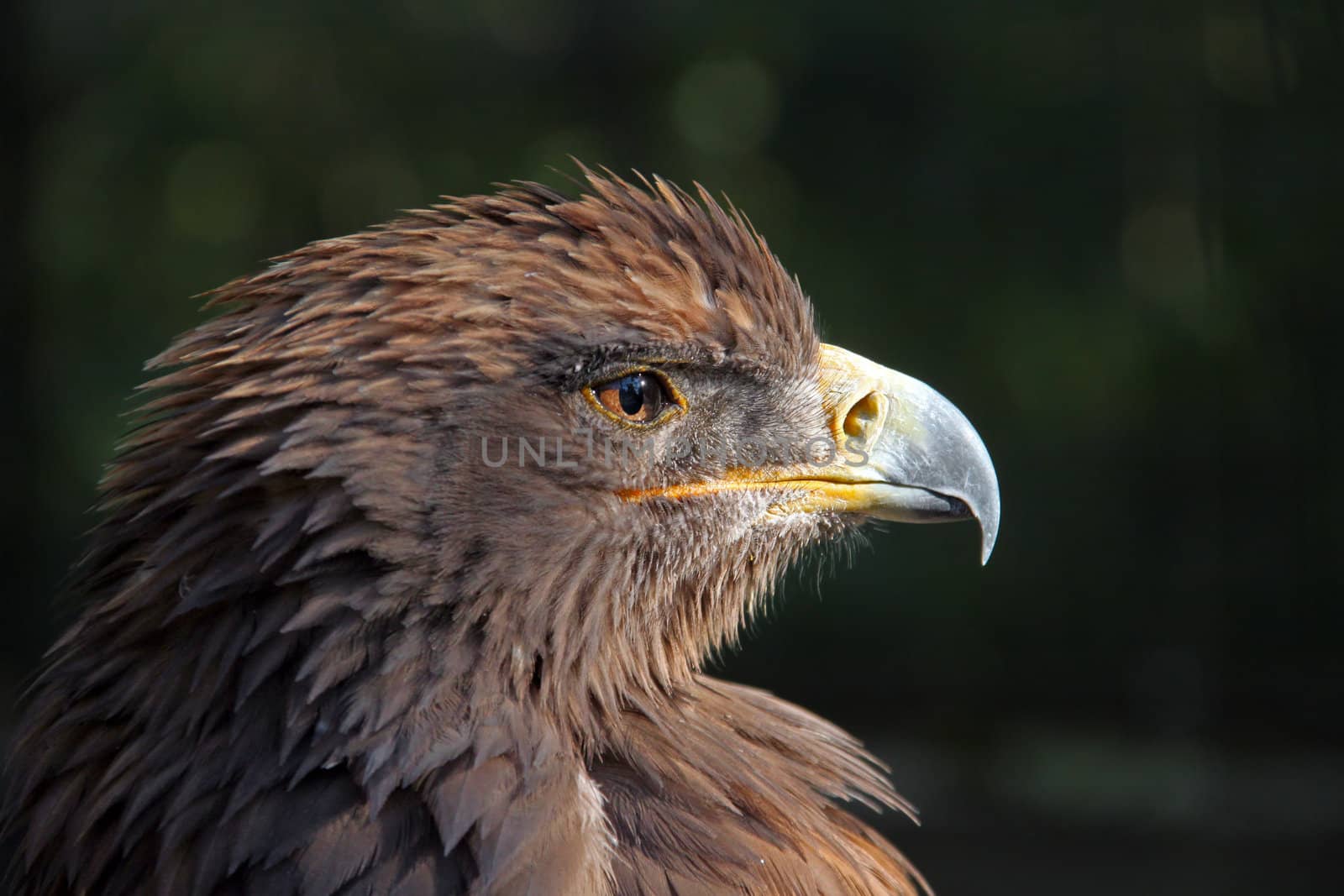 A Steppe eagle (Aquila-nipalensis) in search for its prey.