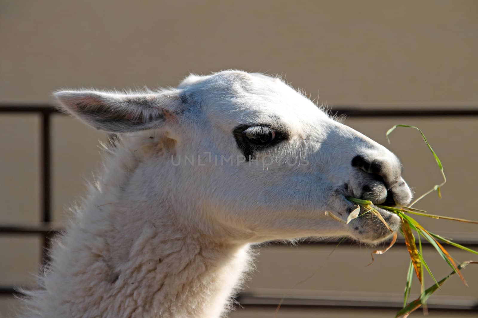 A llama is chewing on its breakfast straw