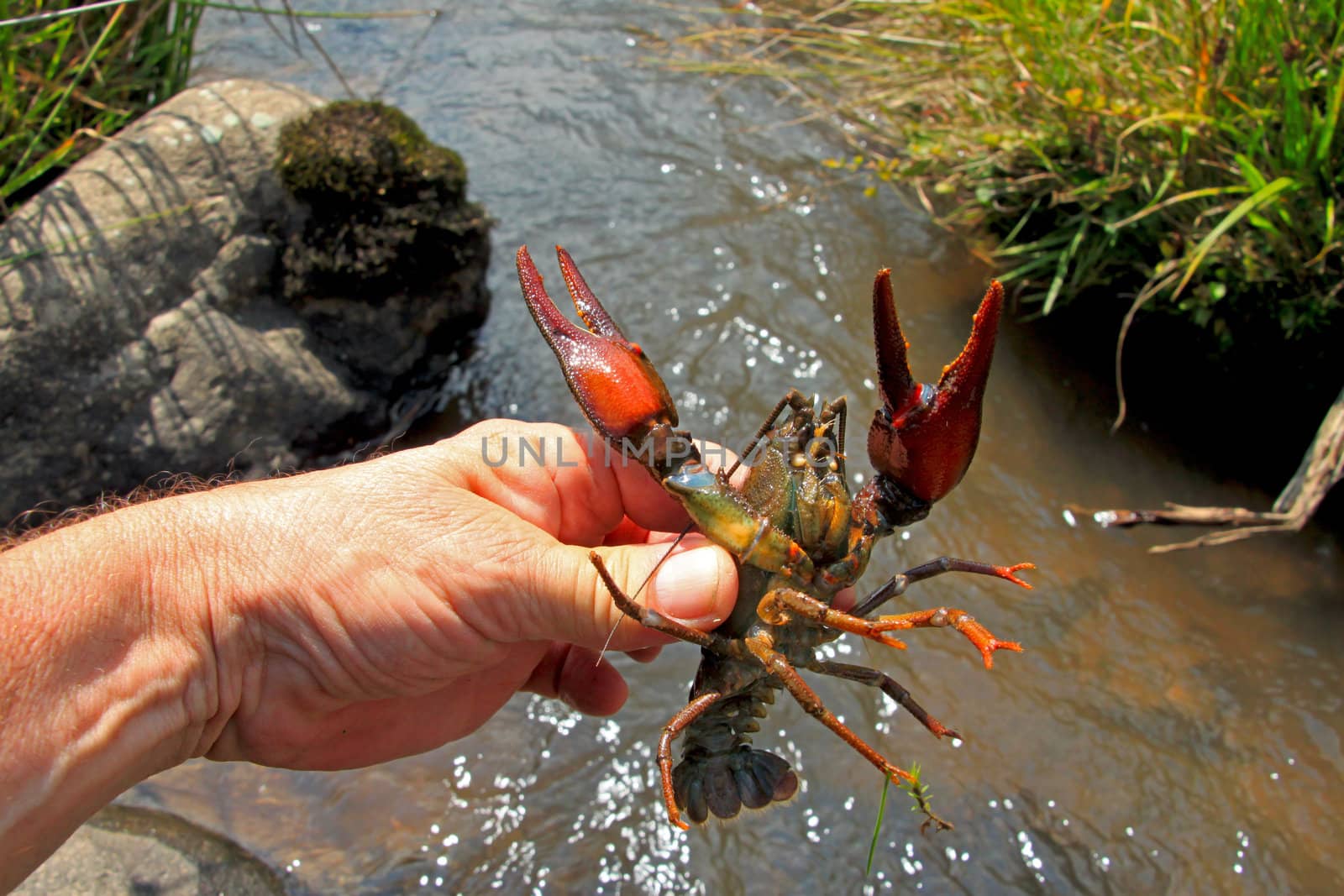 Crayfish in human hand at the river