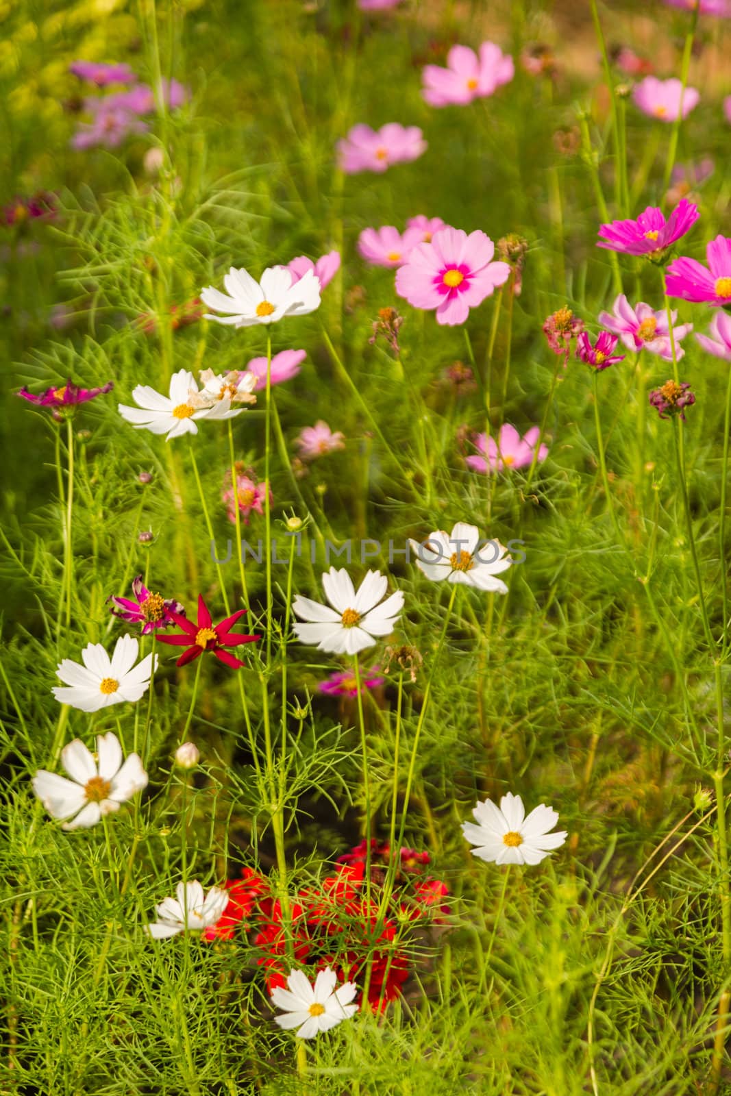 many white cosmos flower in garden