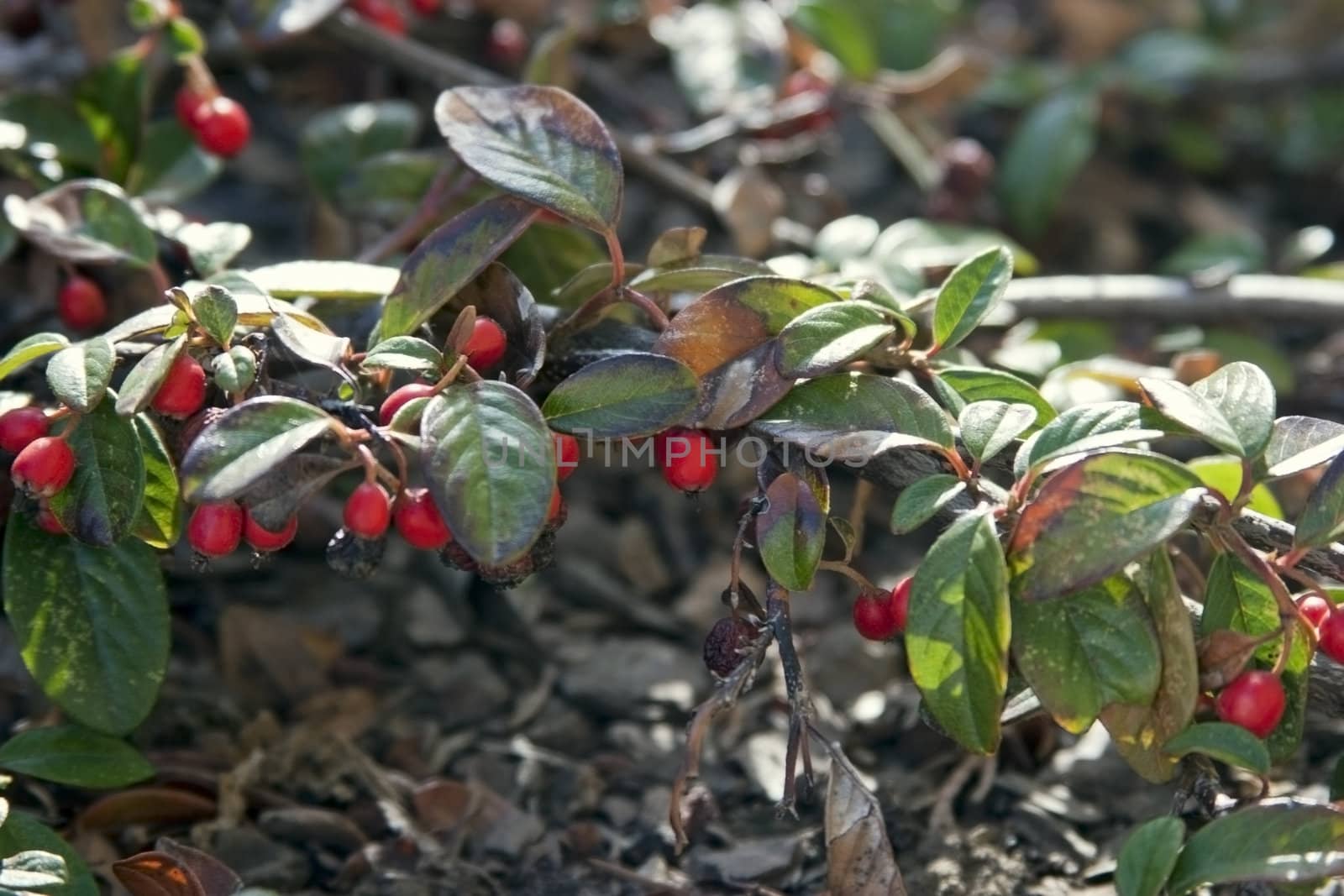 Red berries on a bush in a garden