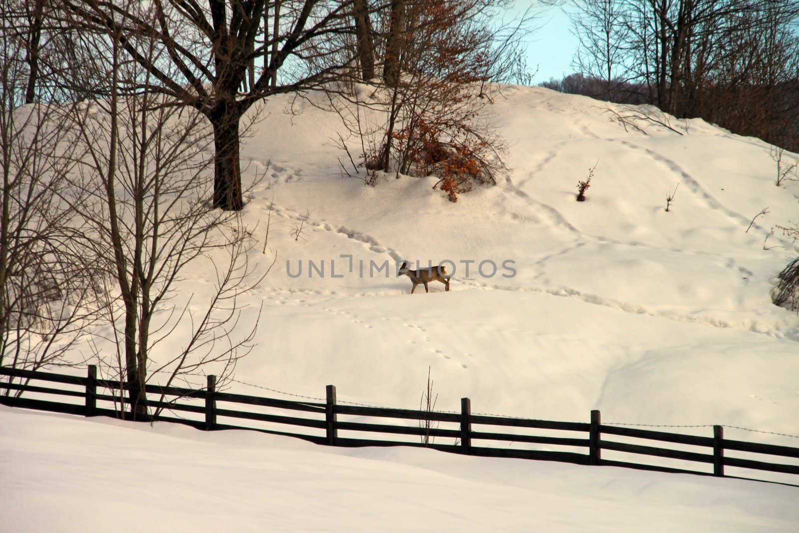 A deer in the snow by renegadewanderer