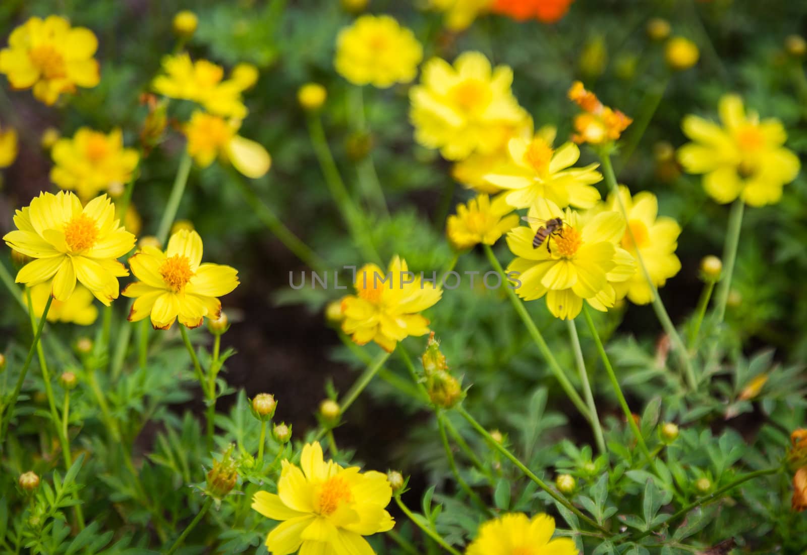 many yellow cosmos flower in garden with bee on pollen