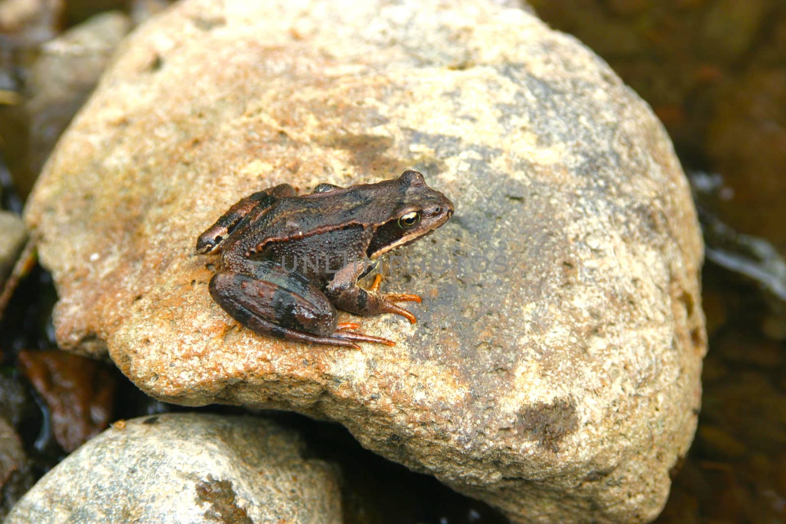 Frog by renegadewanderer