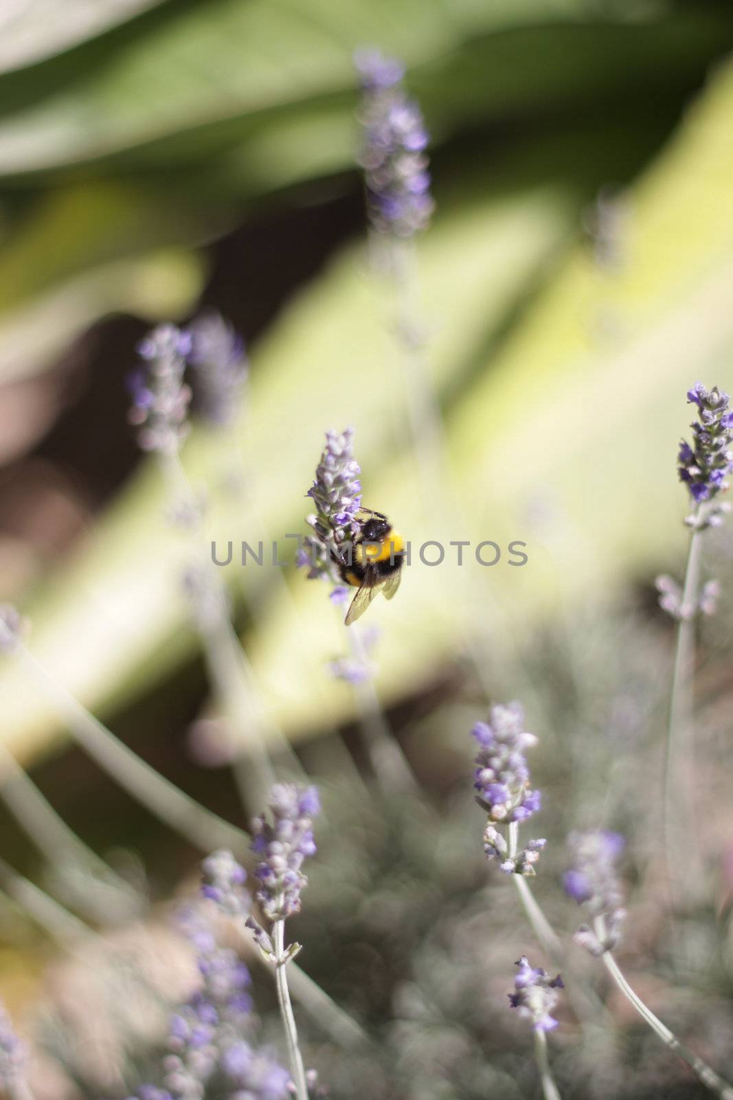 Closeup of a bumblebee pollinating a heather flower