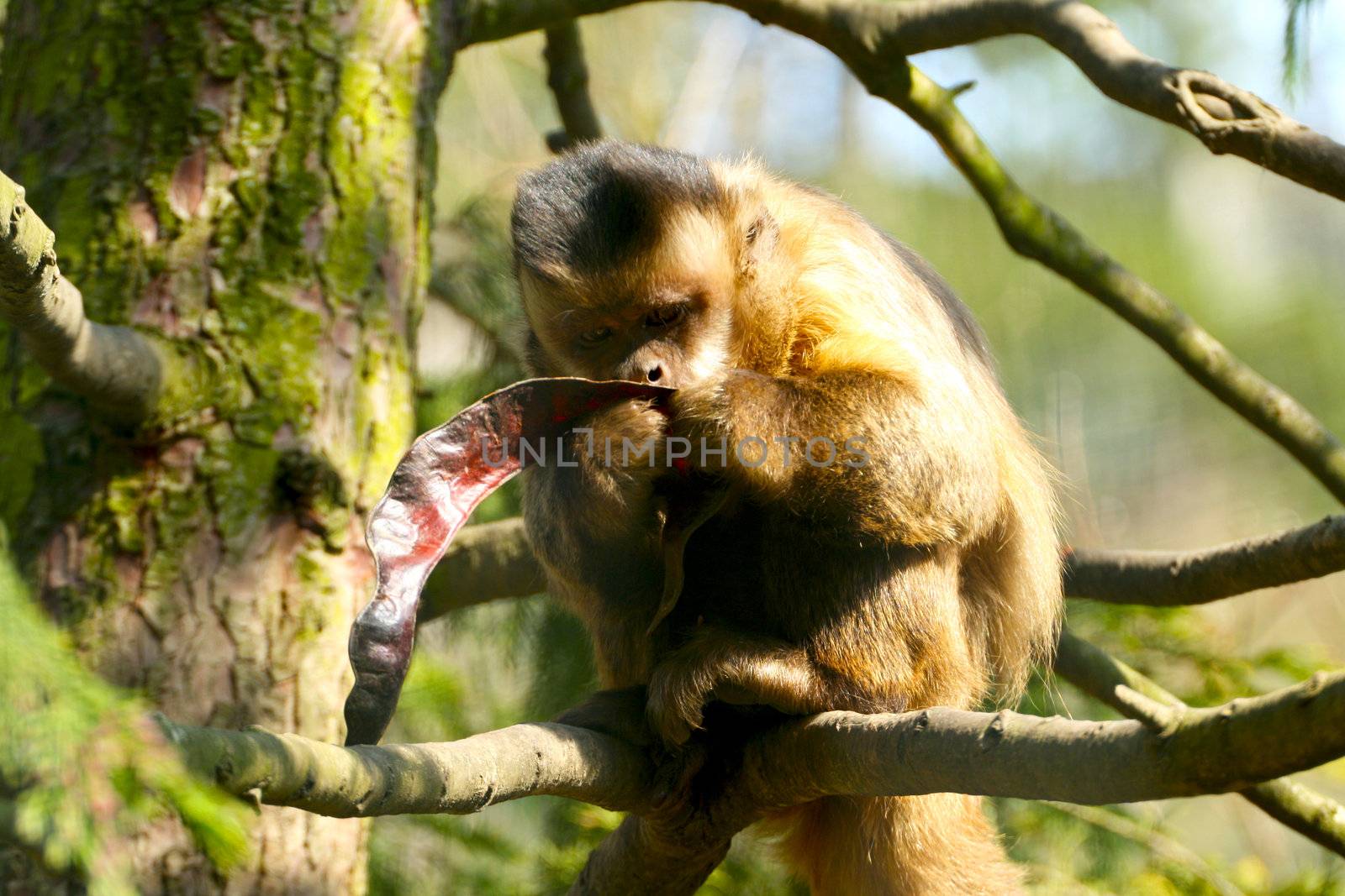 Monkey eating a locust