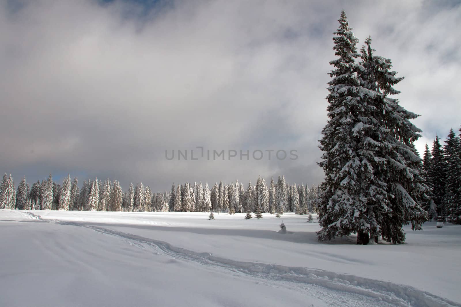 A winter field surrounded by pine trees 