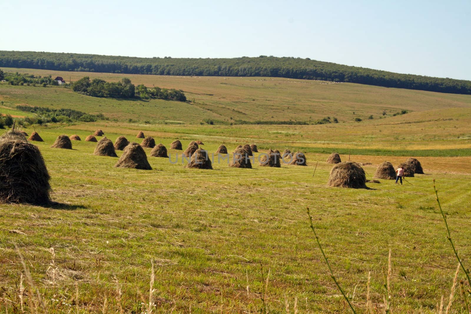Haystacks on the meadow by renegadewanderer