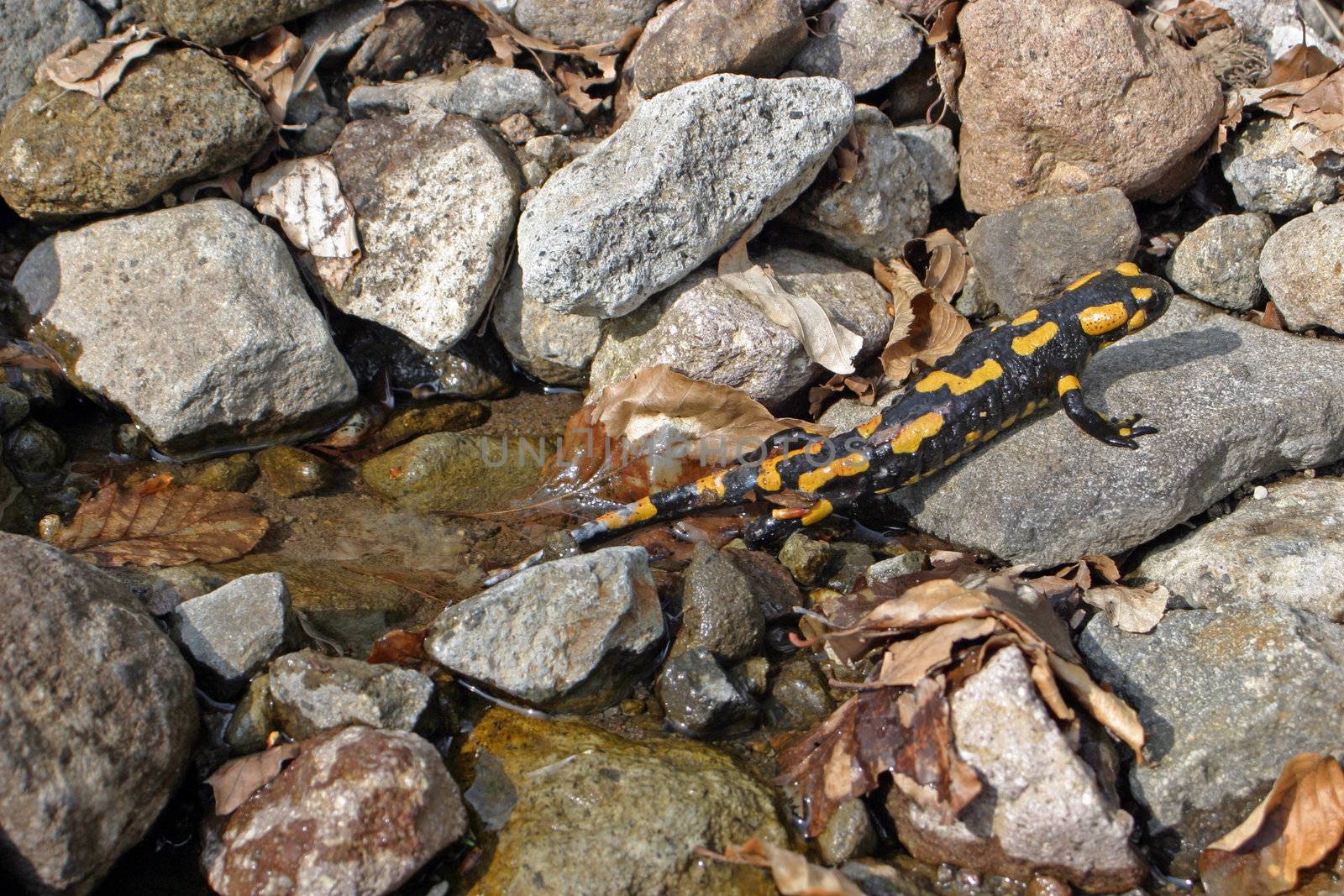 Spotty salamander is climbing out of the water