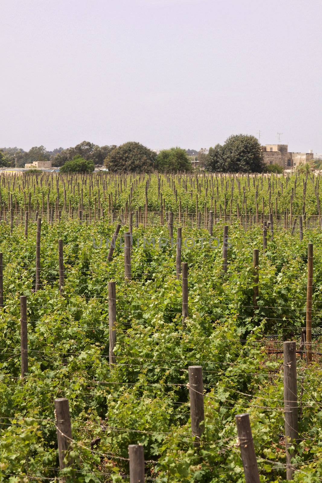 Wines growing in a field in Malta