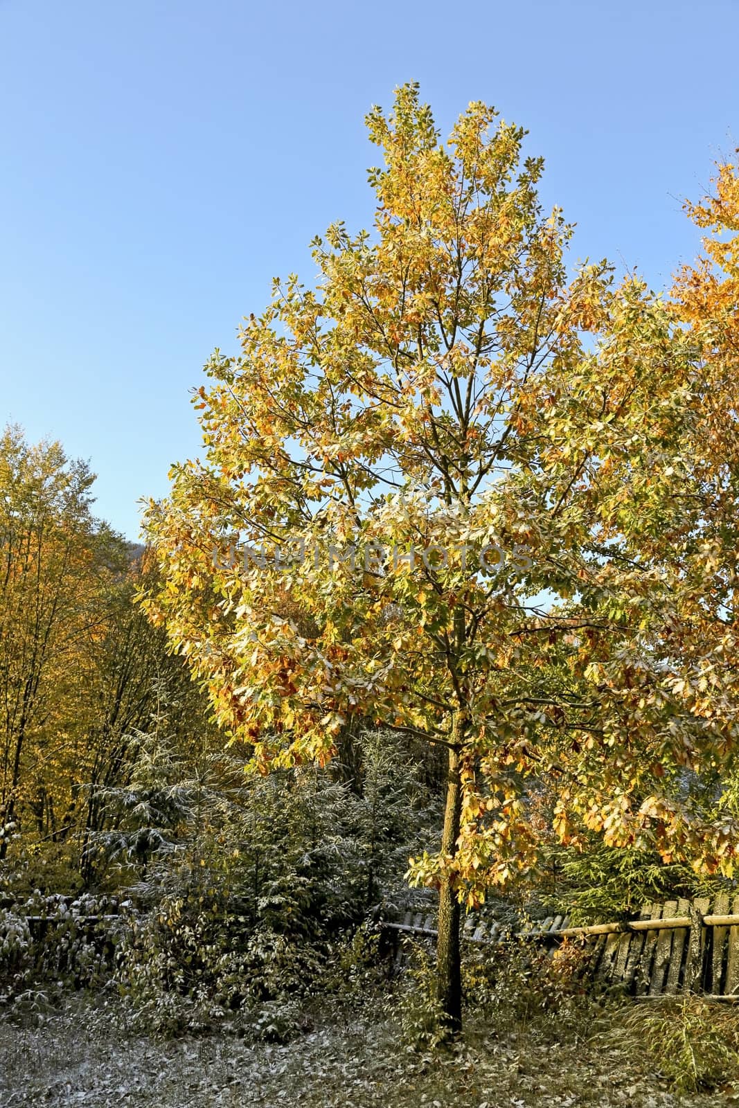 A garden in autumn with big colorful trees
