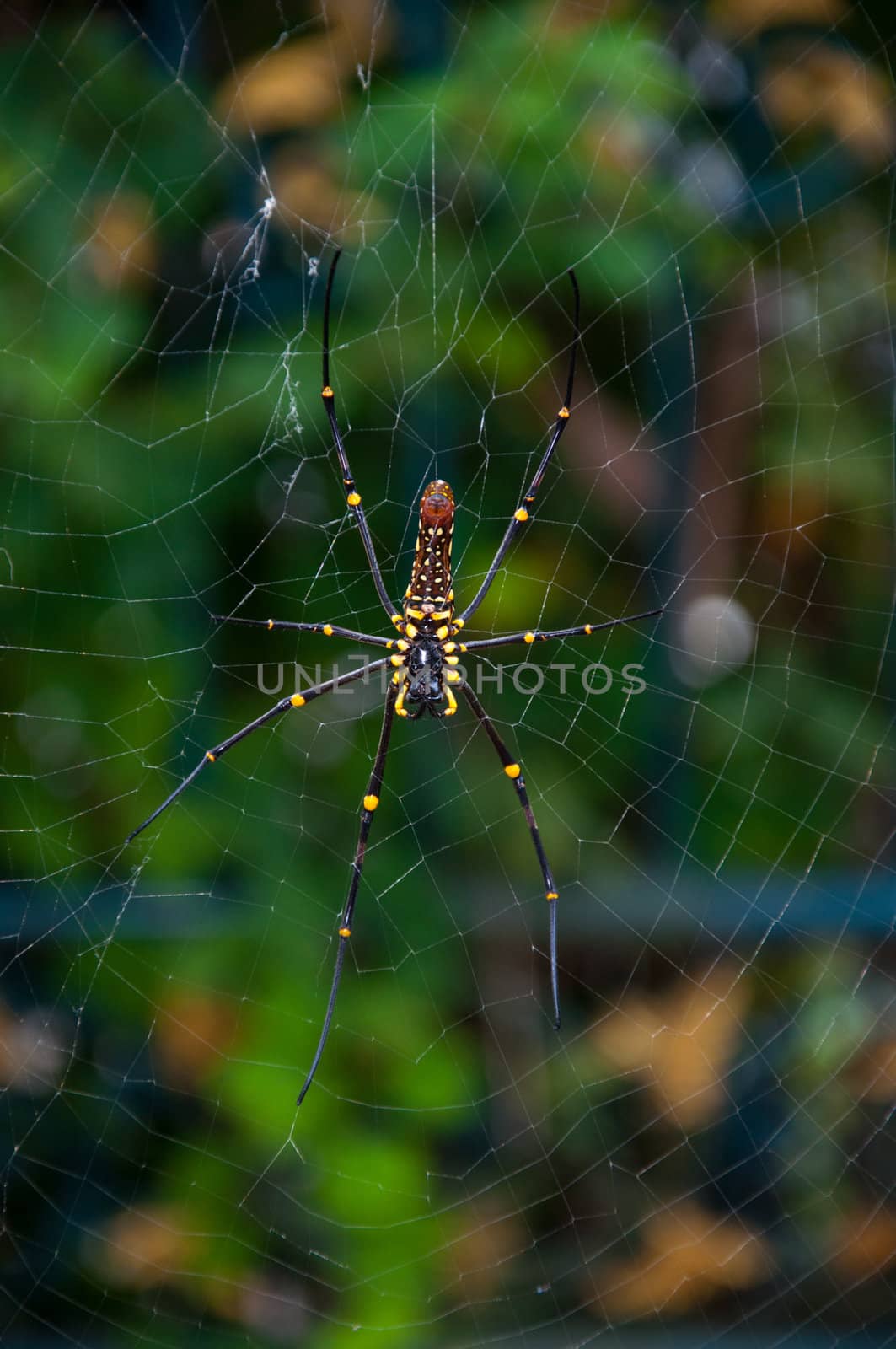 Golden Orb Web Spider, Nephila maculata in nature