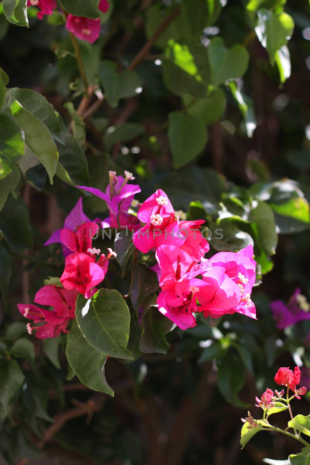 Close up of pink flowers