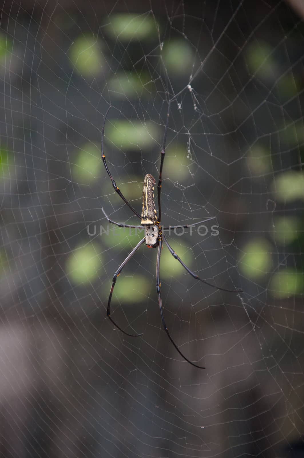 Golden Orb Web Spider, Nephila maculata in nature