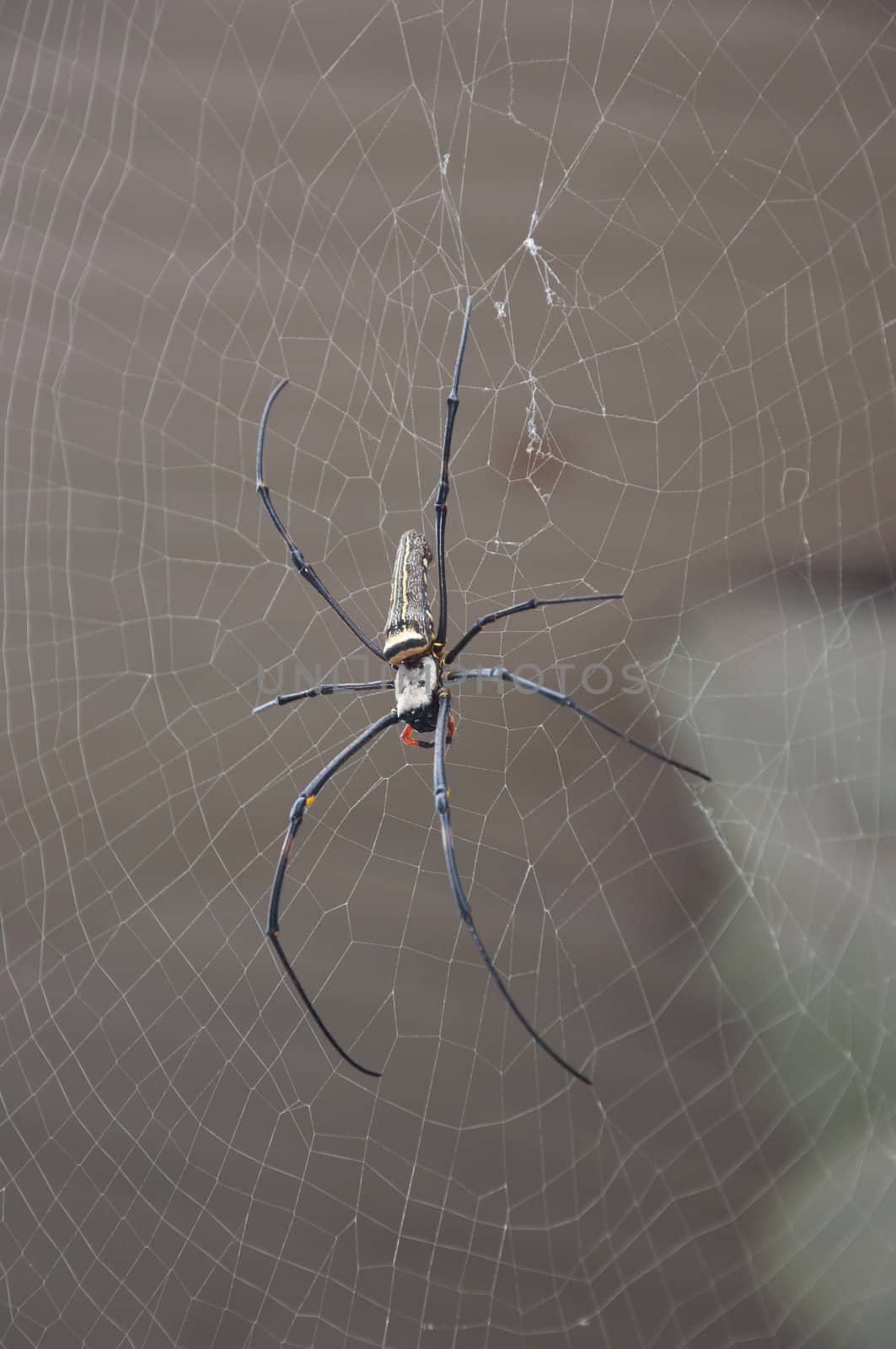 Golden Orb Web Spider, Nephila maculata by ngarare