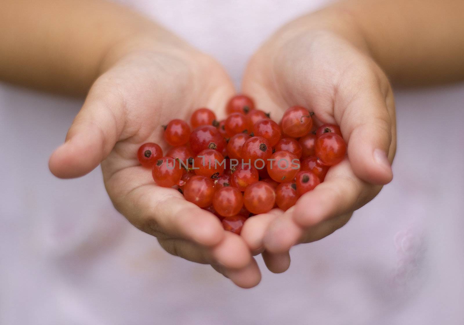 A child holds out freshly picked organic red currant berries. Soft focus, blurred background
