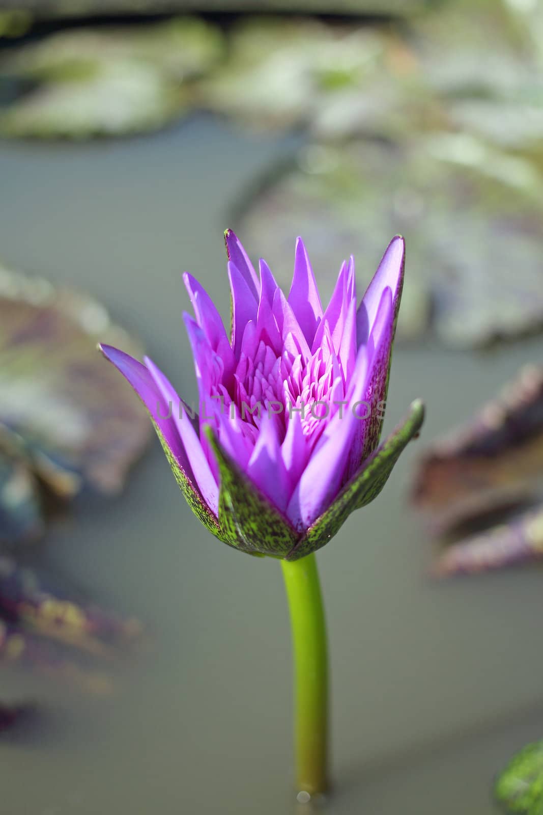 Close up a purple water lily in a pond