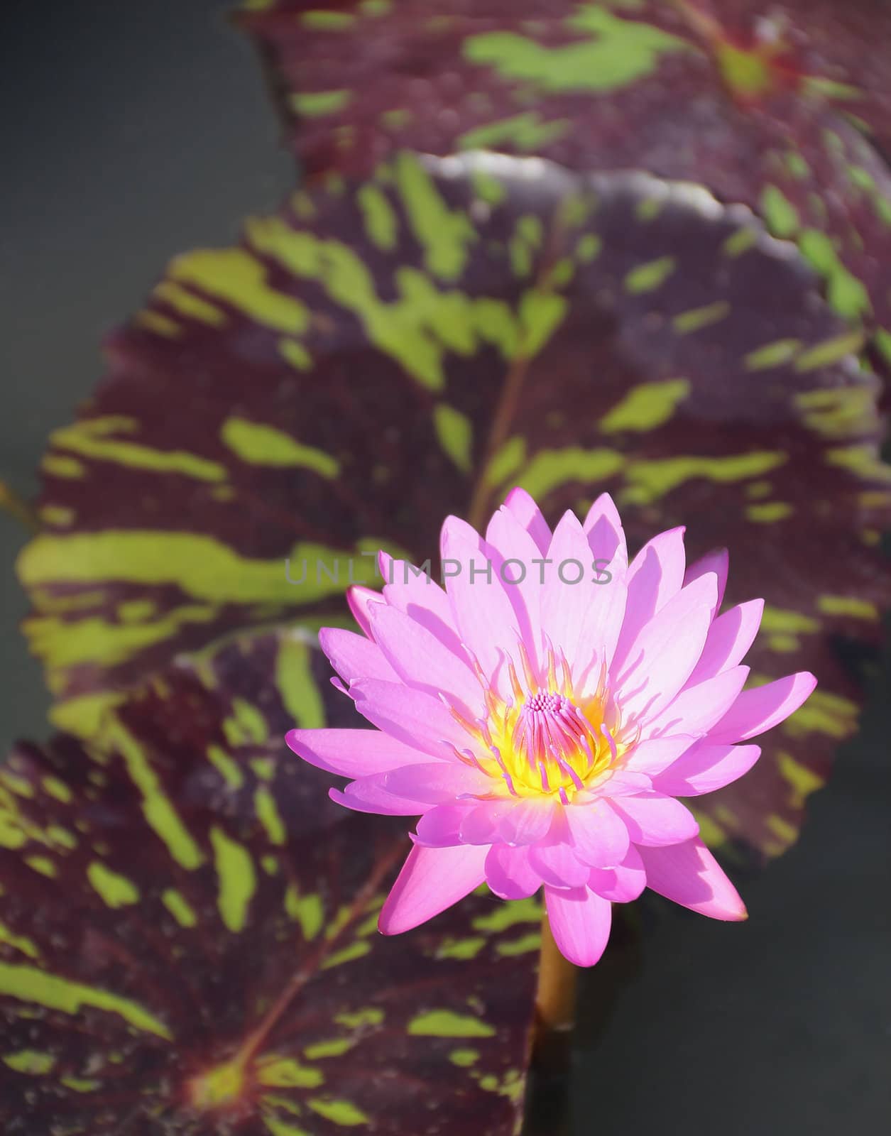 A pink water lily in a pond