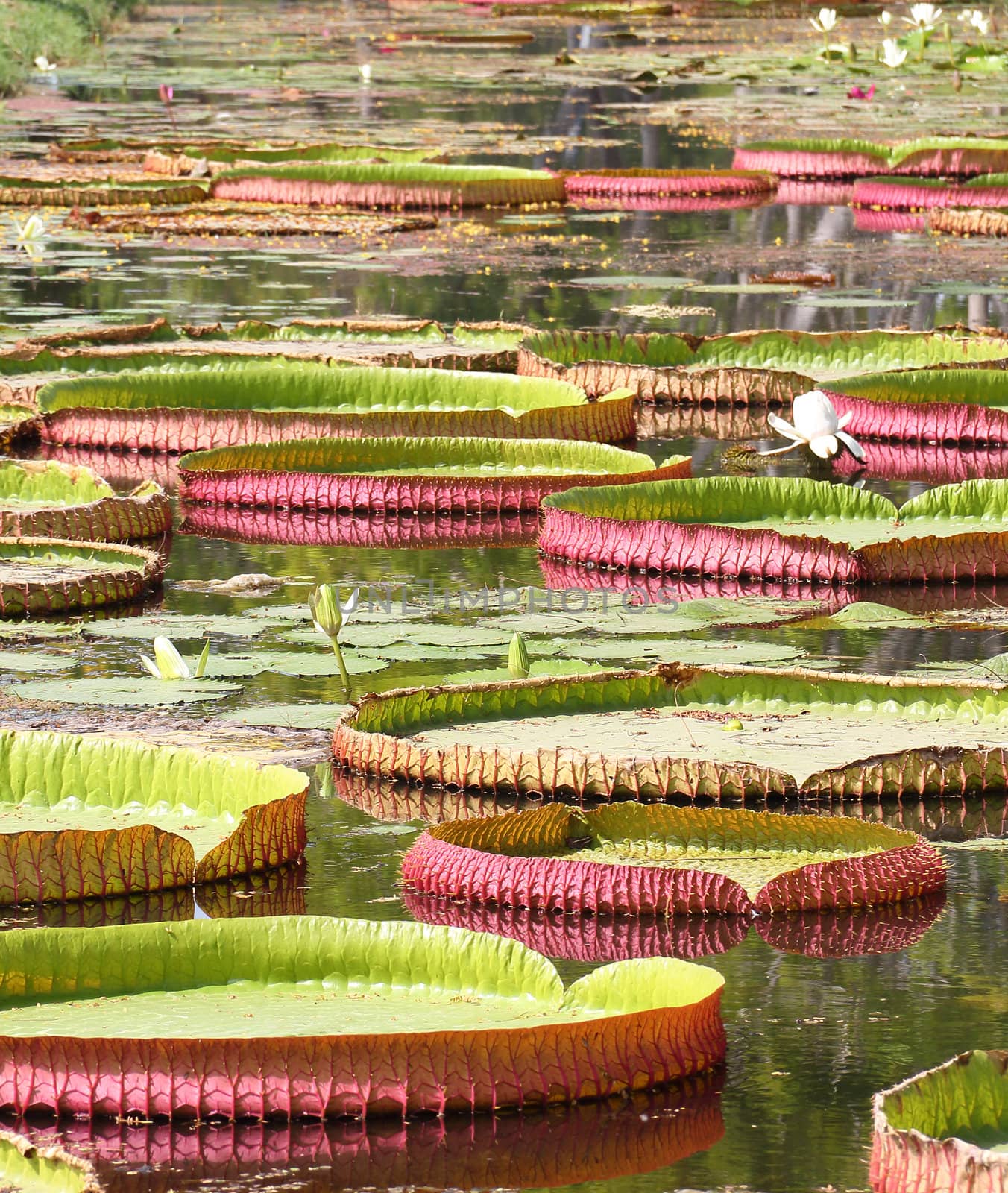 Victoria lotus leaf in a pond