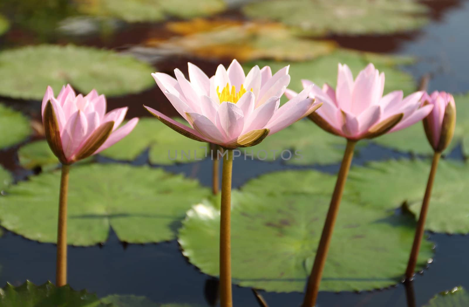 Group of pink lotus in a pond