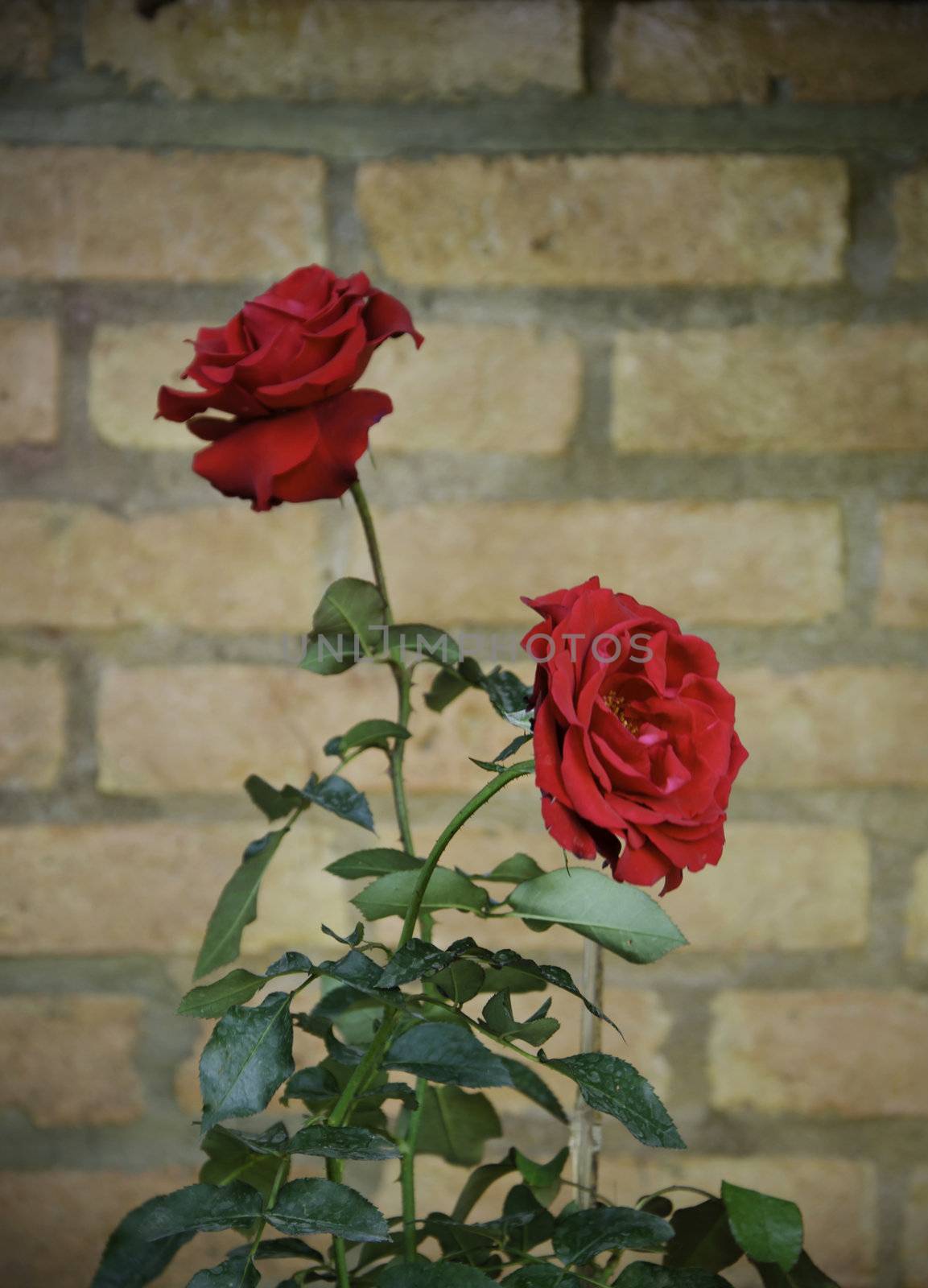 Rose flower against a brick wall  by siraanamwong