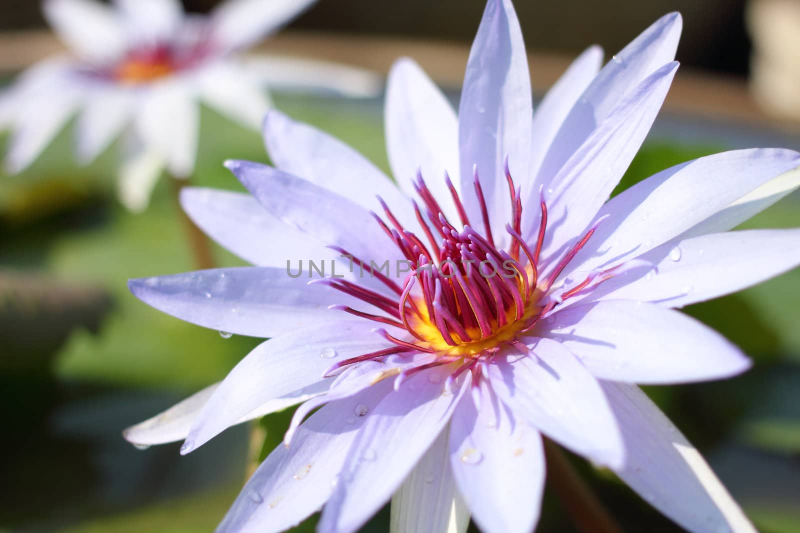 Close up lotus with some water drop on petal