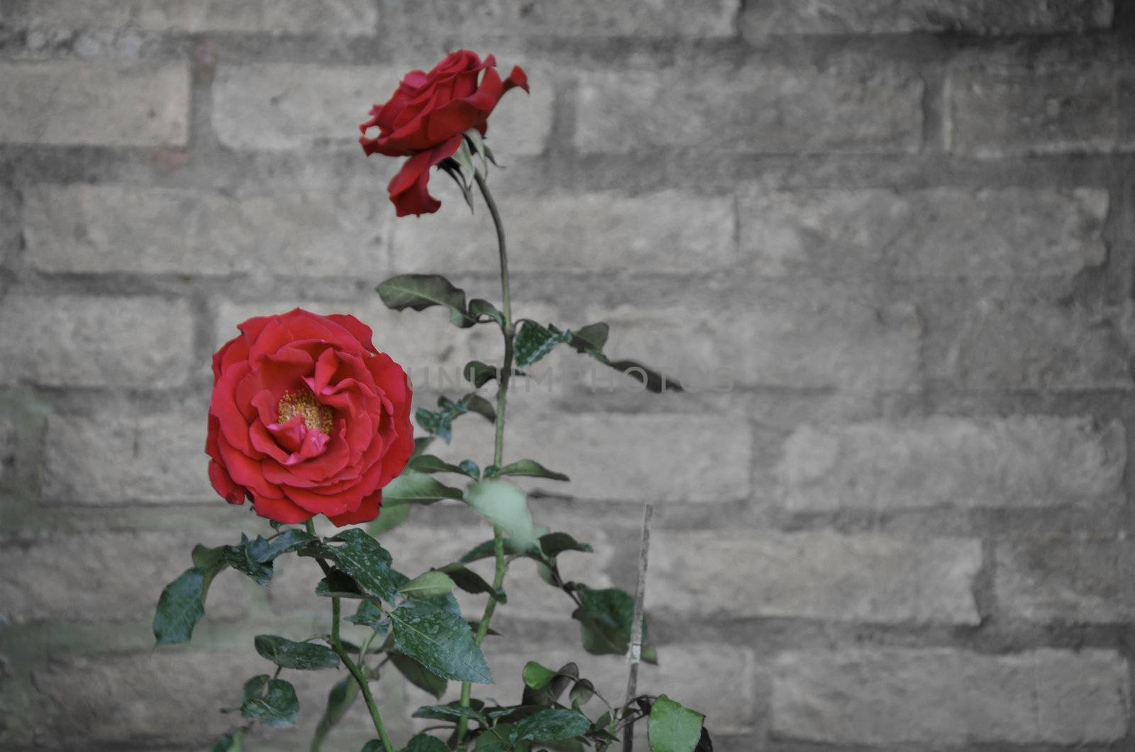 Vintage Rose flower against a brick wall with text space by siraanamwong