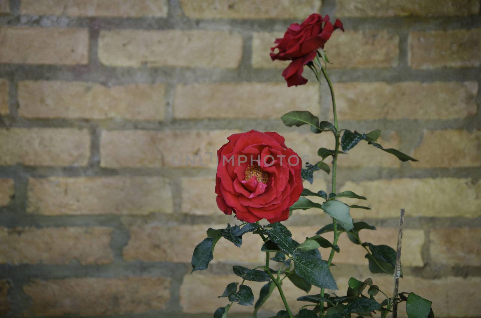 Red Rose flower against a brick wall 