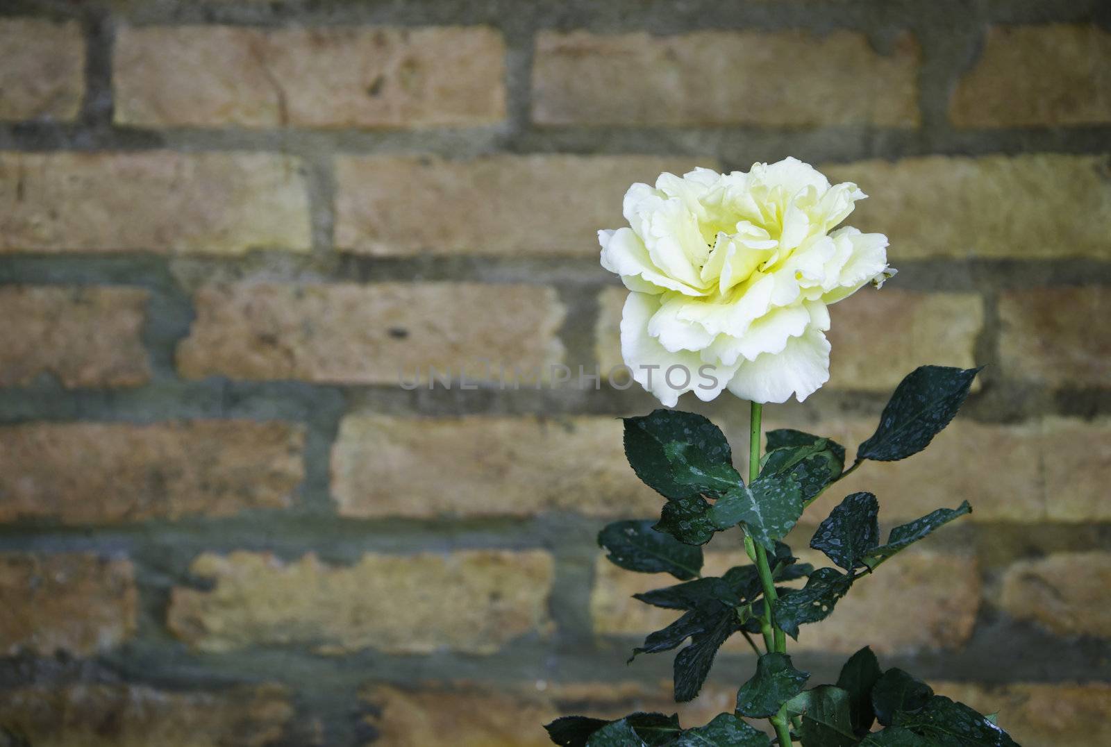 Yellow Rose flower against a brick wall 