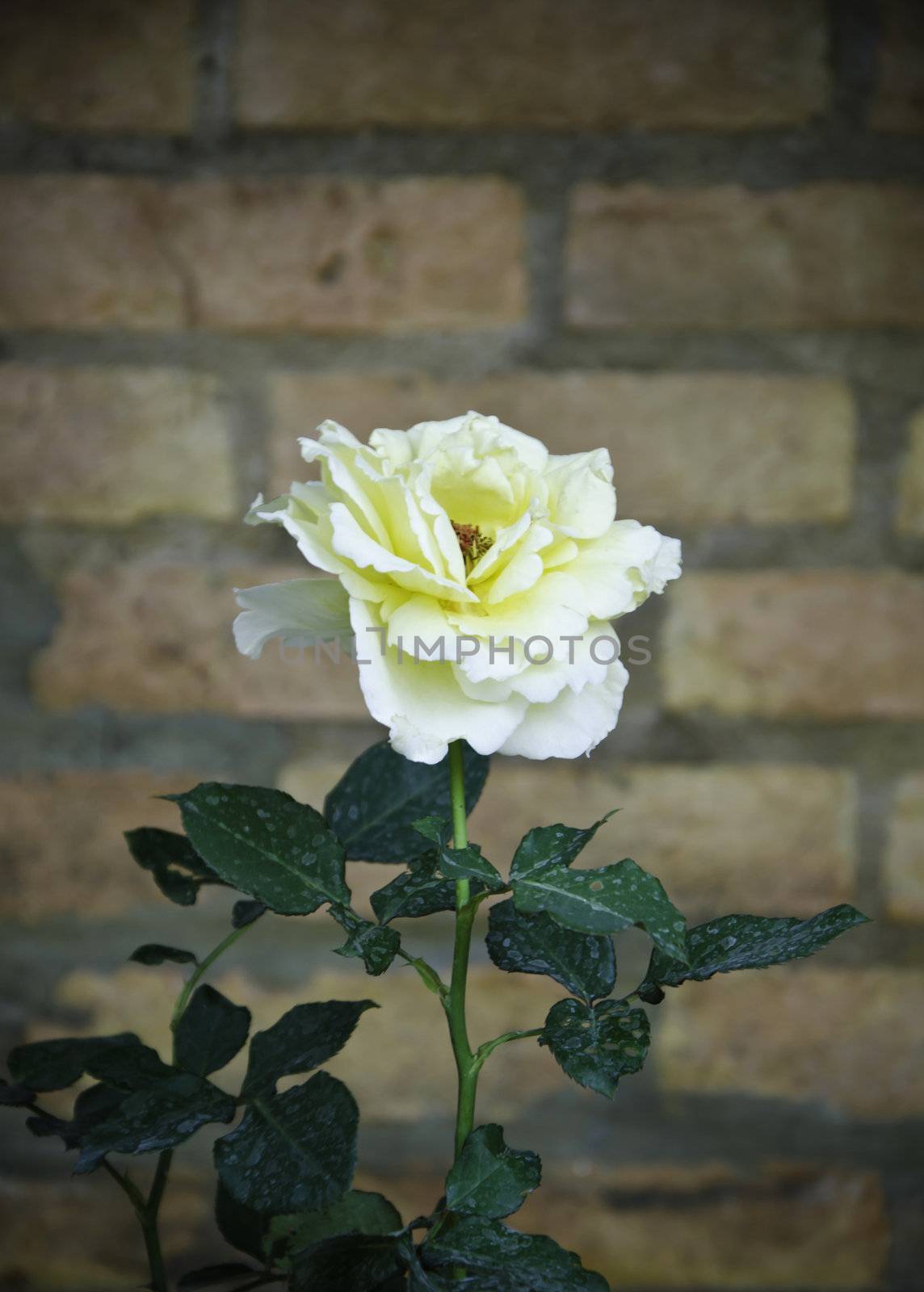 Close up of yellow rose flower, brick wall background