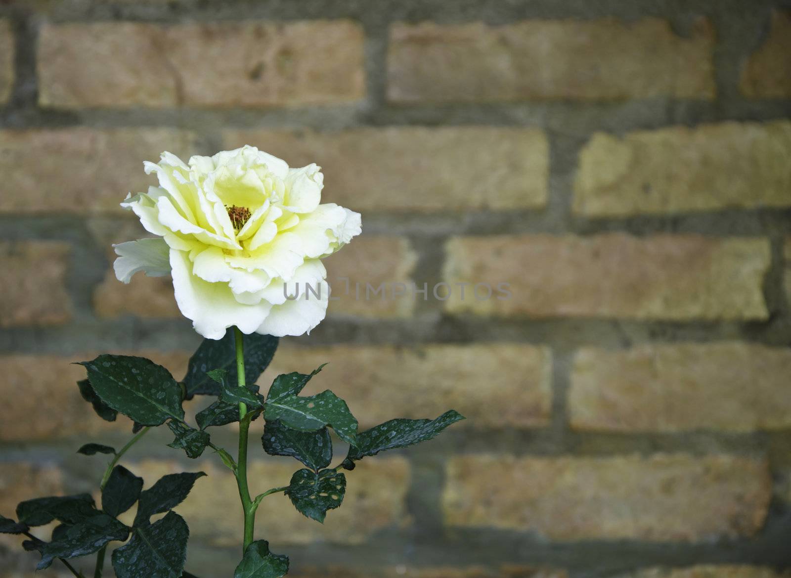 Yellow Rose flower against a brick wall 