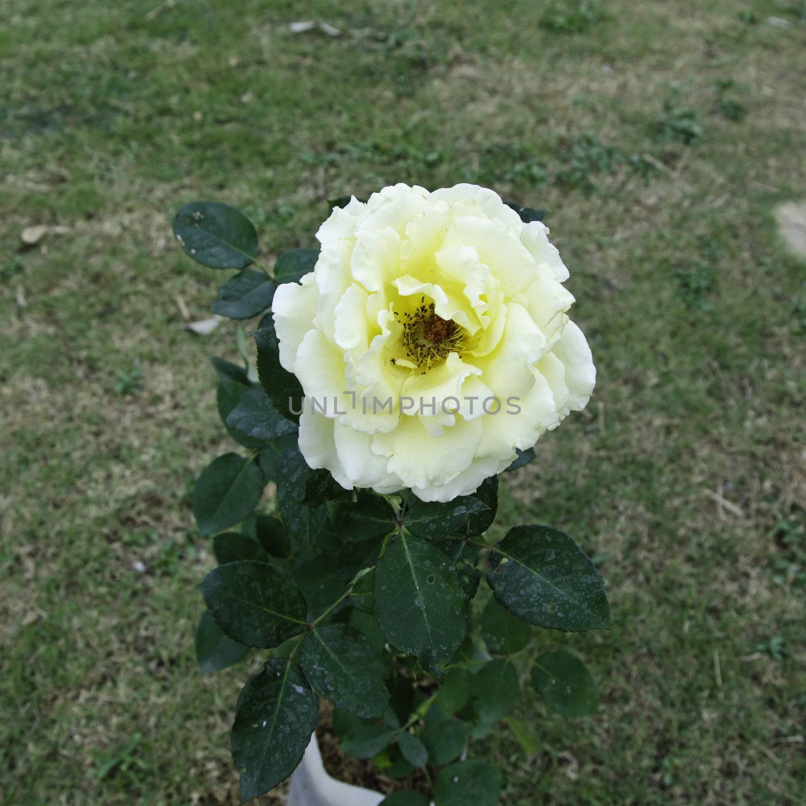 Yellow Rose with green grass background