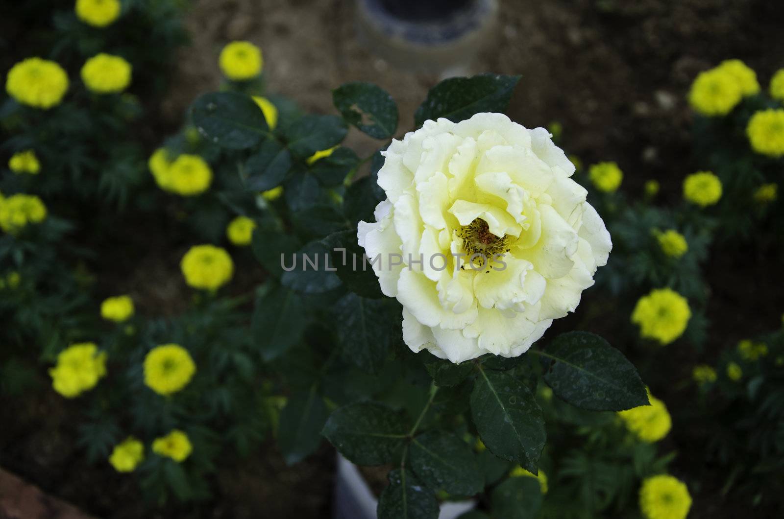 Close up of yellow rose flower blossom by siraanamwong