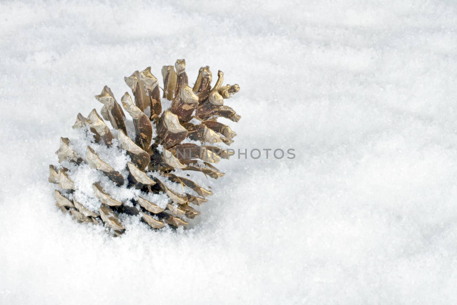 Golden fir apple in the snow by devy