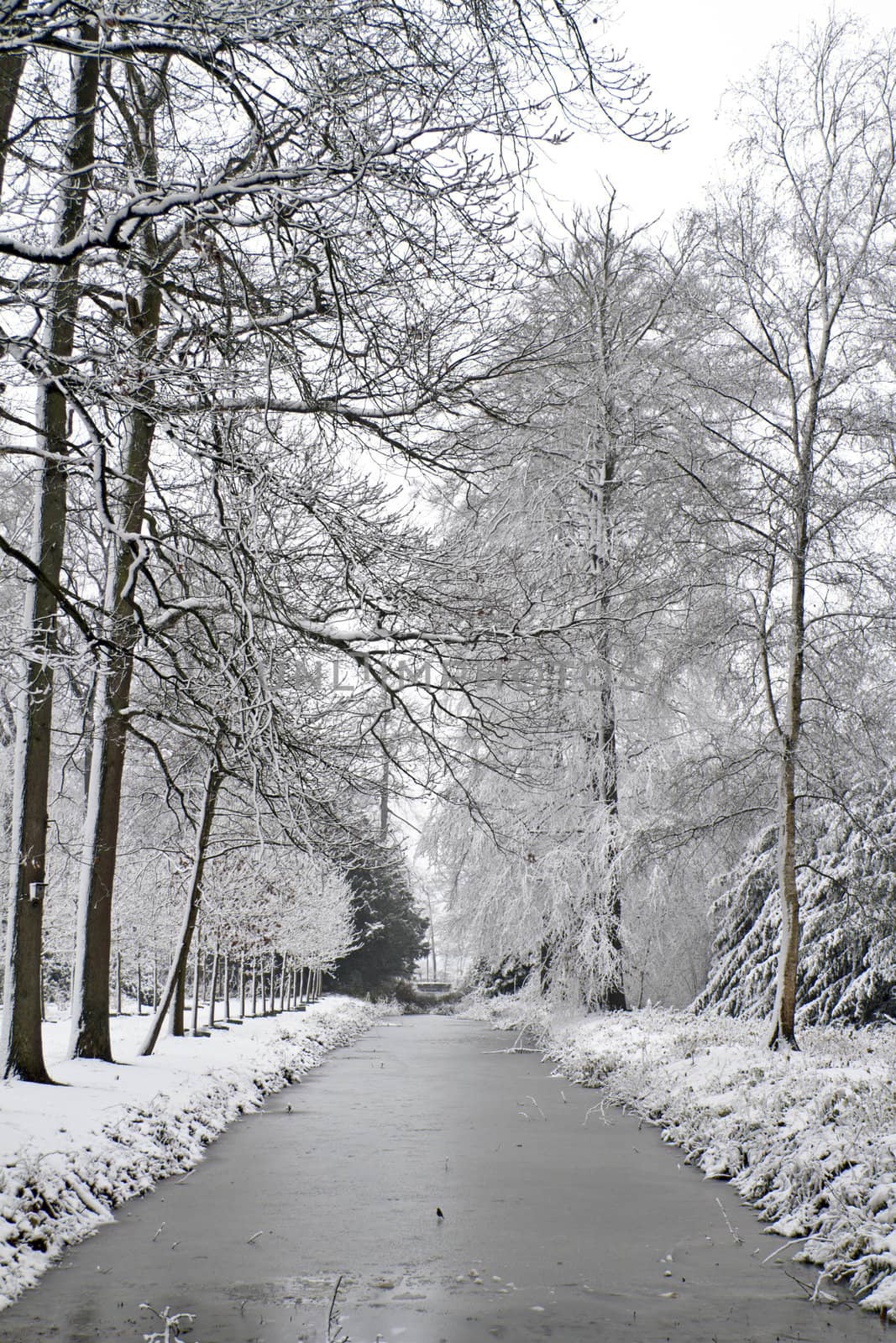 Snowy forest in winter in the Netherlands