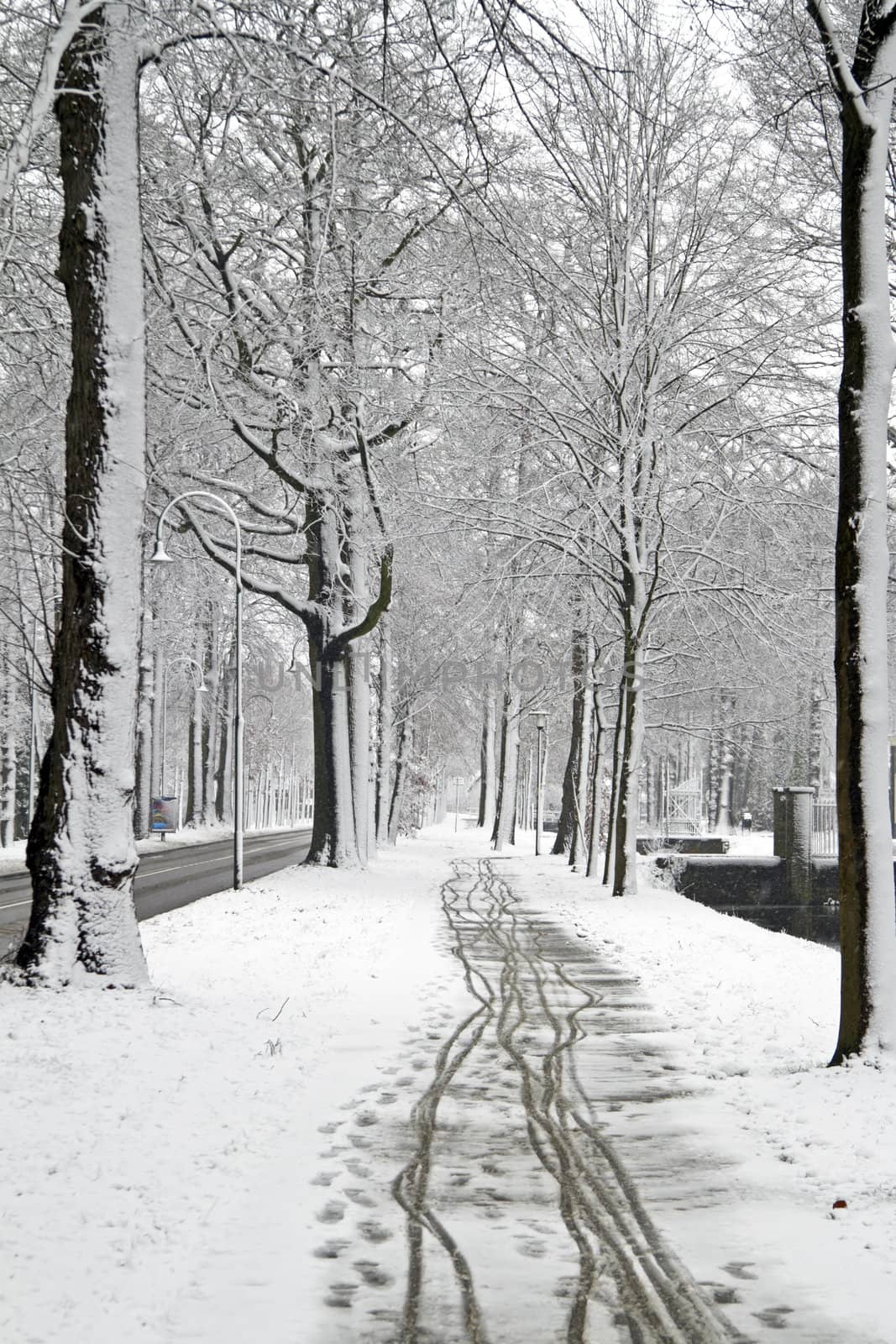 Snowy woods in the Netherlands