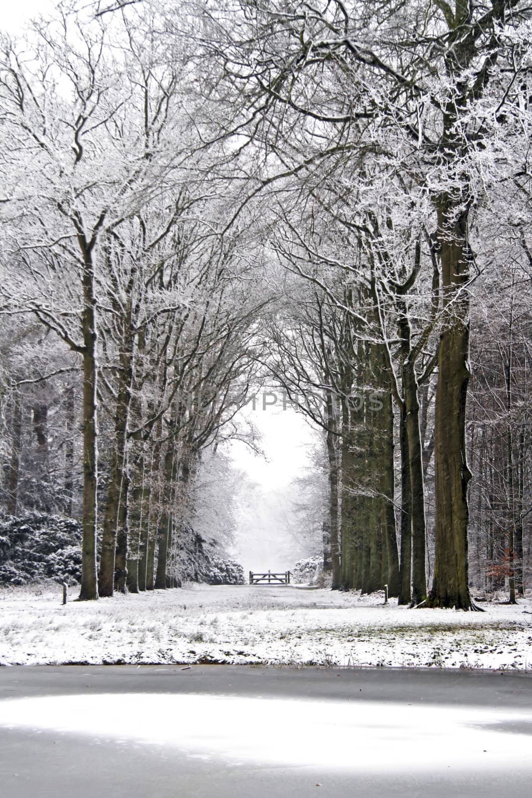 Forest in winter in the Netherlands