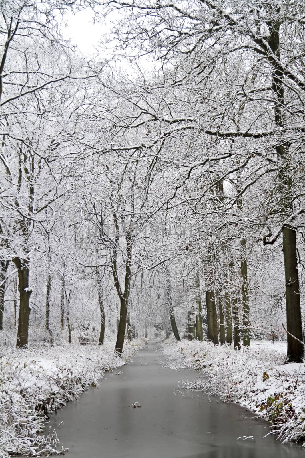 Snowy forest in winter in the Netherlands by devy