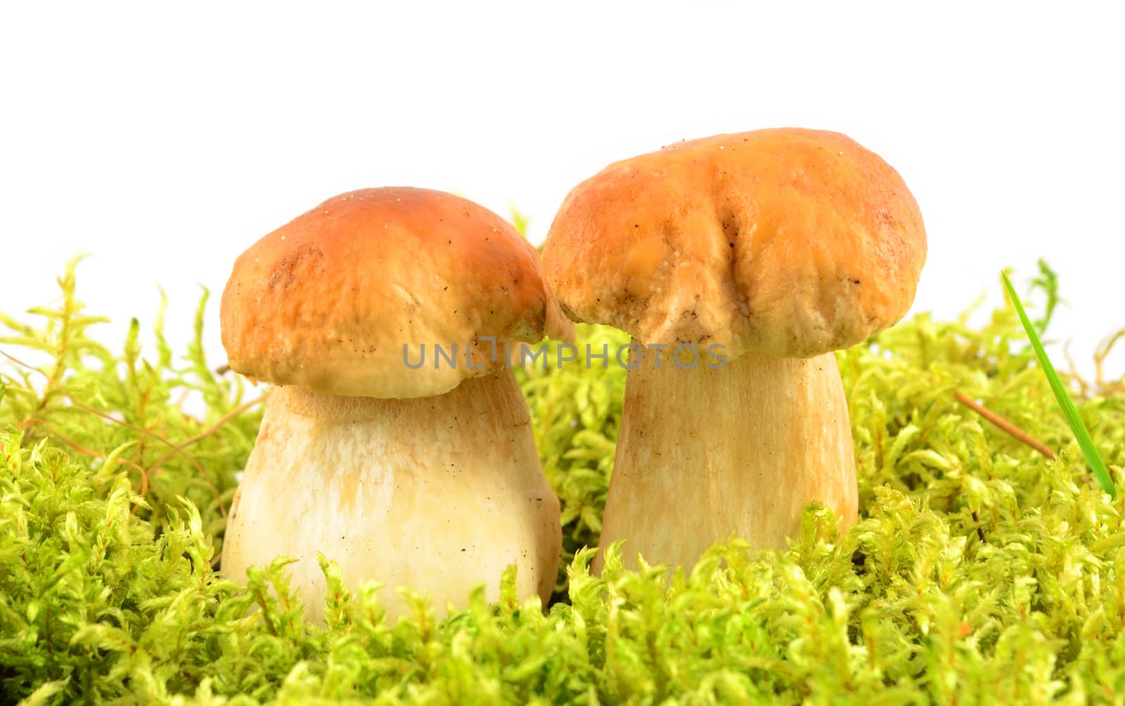 Two mushrooms on moss with isolated white background