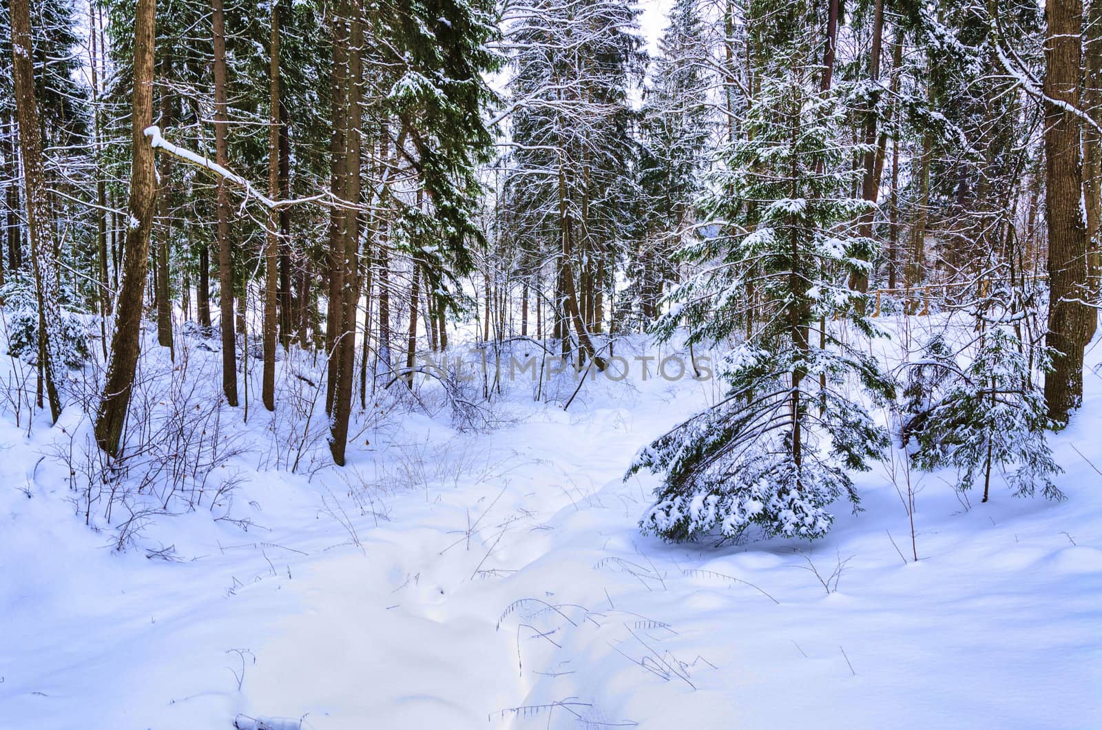 Winter wood by Netti