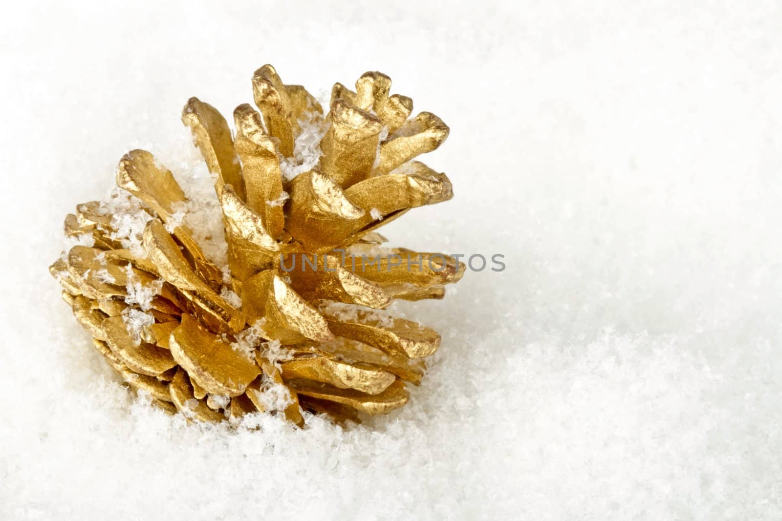 Golden fir apple in the snow by devy