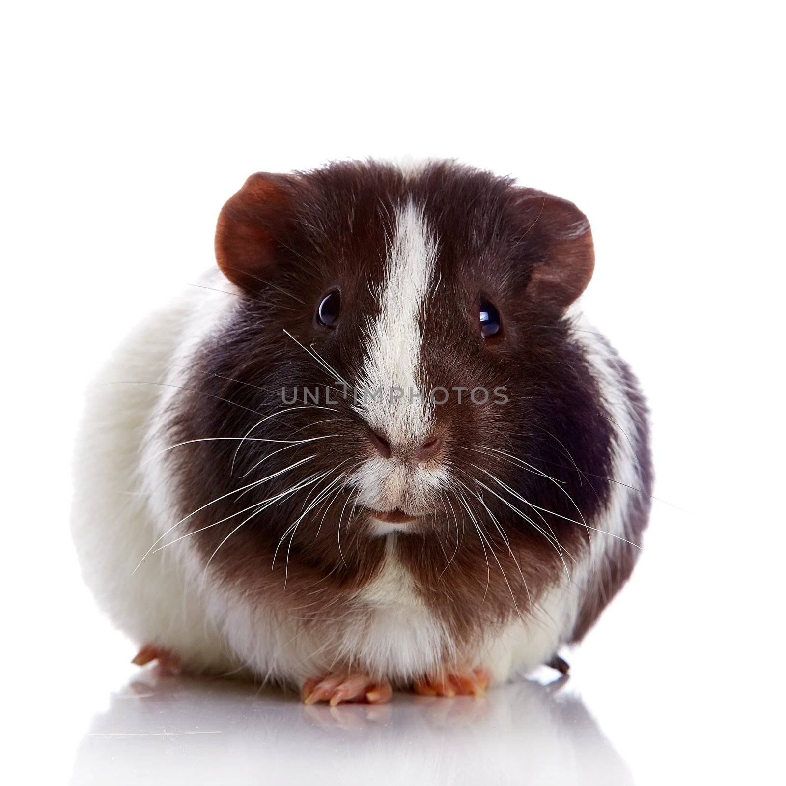 Curious guinea pig on a white background