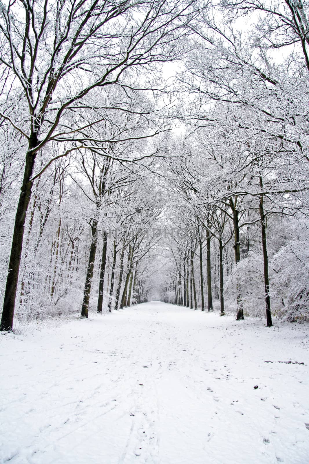 Snowy woods in the Netherlands by devy