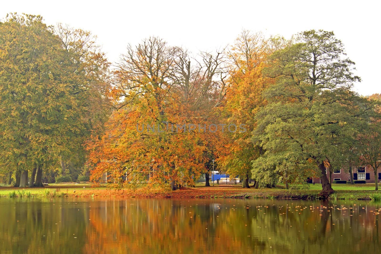 Fall in the Netherlands  by devy
