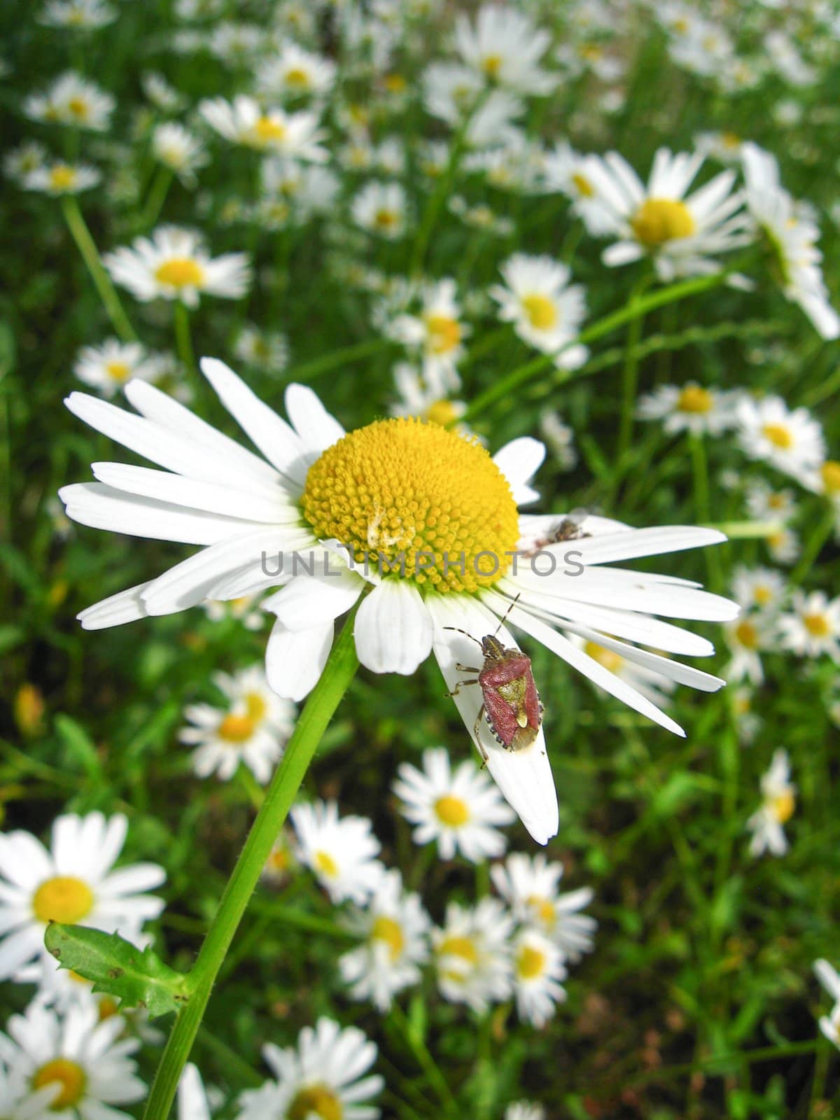 the image of a little bug on the white chamomile